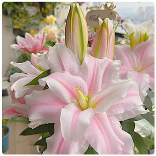 �M����ˮ�ٺϷN������ļ��_�����B������ѿ�r�л��ٺϻ��N�����