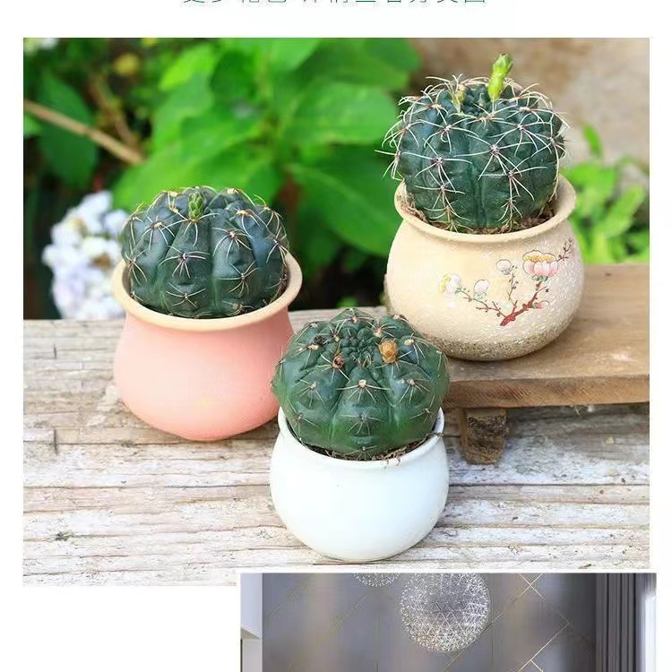Flor de jade cactus florece en todas las estaciones, embellece el aire, el balcón, la sala de estar, la oficina, las plantas verdes, las flores en macetas