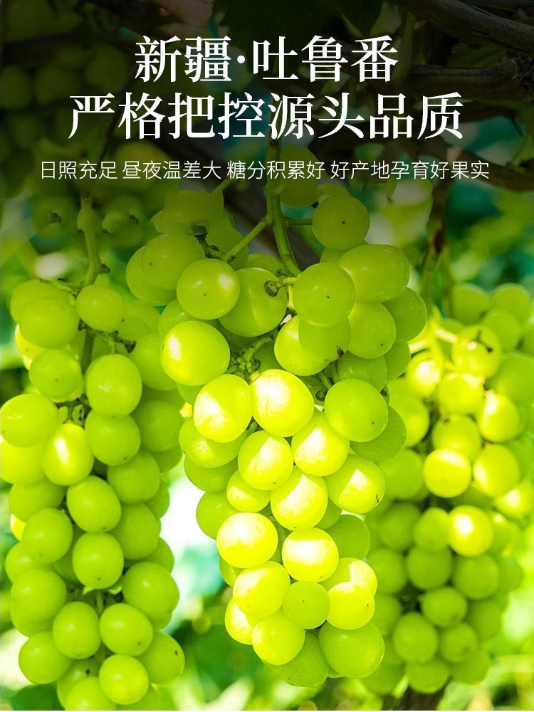 Xinjiang Turpan Large Seedless Raisins Four Color Dried Grapes Ready to Eat 500g key features