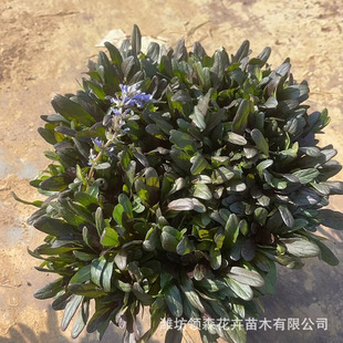 Cold-Resistant Multi-Flowered Grass, Ground Cover, Seasonal Grass Flowers, Community Courtyard Creeping Grass, Blue Flower Grass