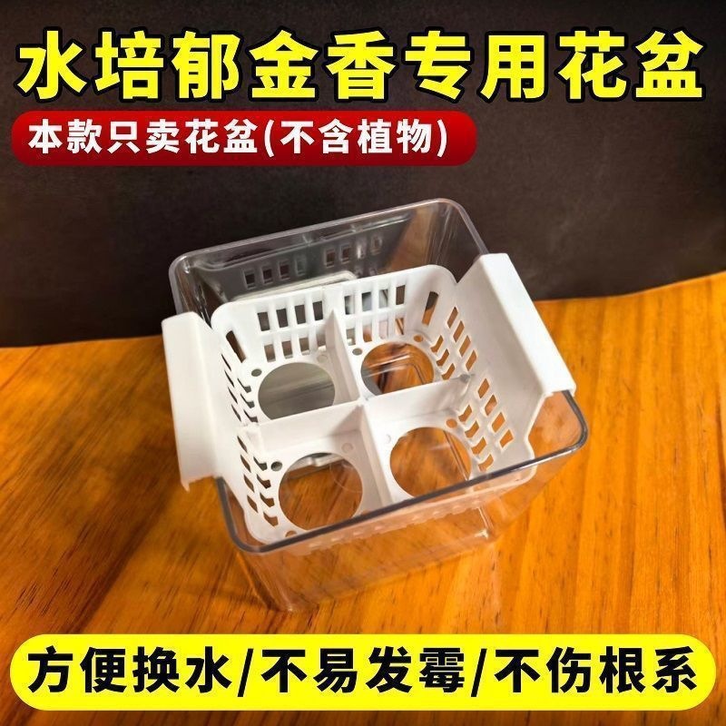 水培郁金香专用花盆含定植篮方便换水不伤根系水养郁金香器皿