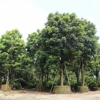 904基地直销 黄榄 20-50cm 橄榄树 白榄 青榄