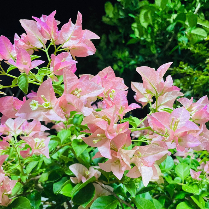 신제품 추천(카야타)