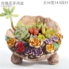 Rose succulent pot—P61