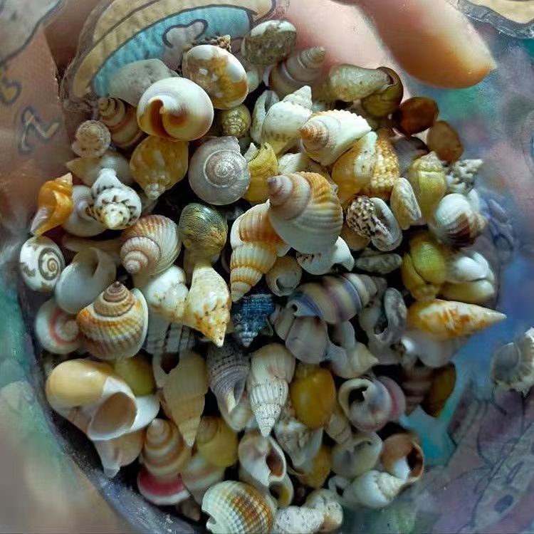 Materiales del paquete Micro paisaje Pequeña concha natural acuario paisajismo infantil hecha a mano concha de mar de borde de guardería