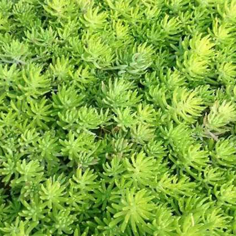 Изоляция и украшение крыши, почвопокровные растения, трава Будды, легкое обслуживание, зеленение крышного парка, трава Будды по отличной цене