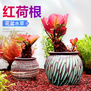 �t�ɸ��~���쾰�к�ˮ���~�r���˯ɏ���ֲ�ﵭˮ���w��ɏ����