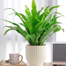 �B��ާ�F��ާ��ꎺ��B���҃��k�������ԃ����՚��^�~�Gֲ�쾰����