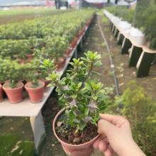 ����ֱ�� ����ľ ���ԾGֲ�����ƿ�