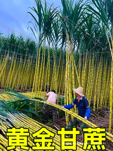 �V�����r�S�����10��Ꭷˮ���SƤ�����خa��������ˮ���������l