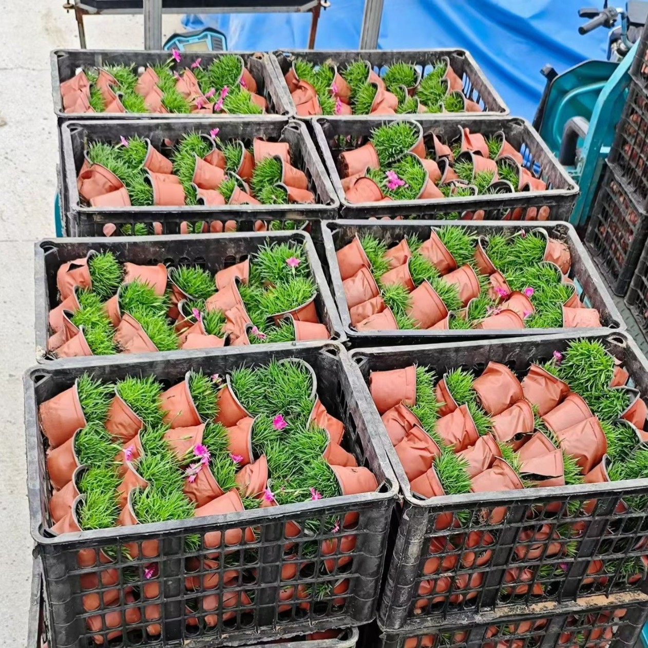 地被菊盆栽四季播室外易种活花种子开花不断地被菊花子庭院花苗籽