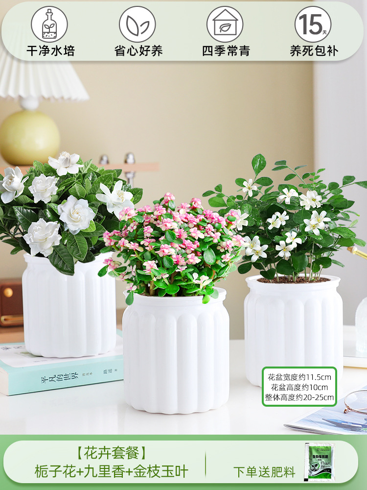 [꽃패키지] 치자나무 + 구리향 + 황금가지와 옥잎