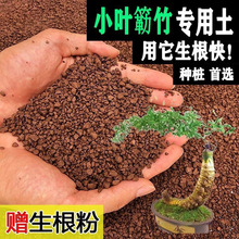 小叶簕竹专用土盆景风化土勒竹河沙种植土壤竹子土赤玉美绿植