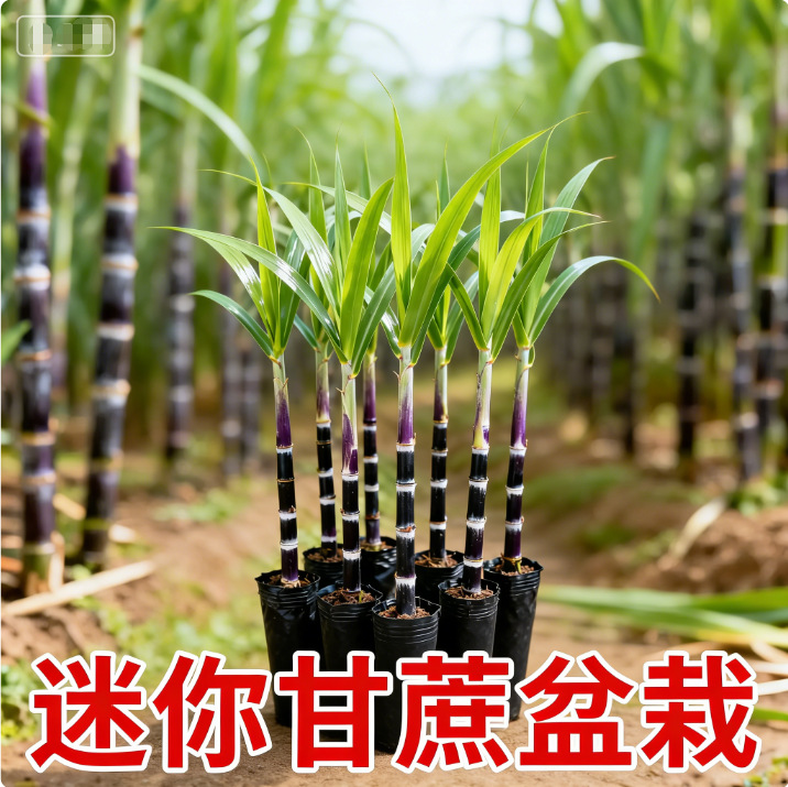 迷你小甘蔗盆栽紫皮小甘蔗黑皮甘蔗筷子节节高室内外盆景南北甘蔗