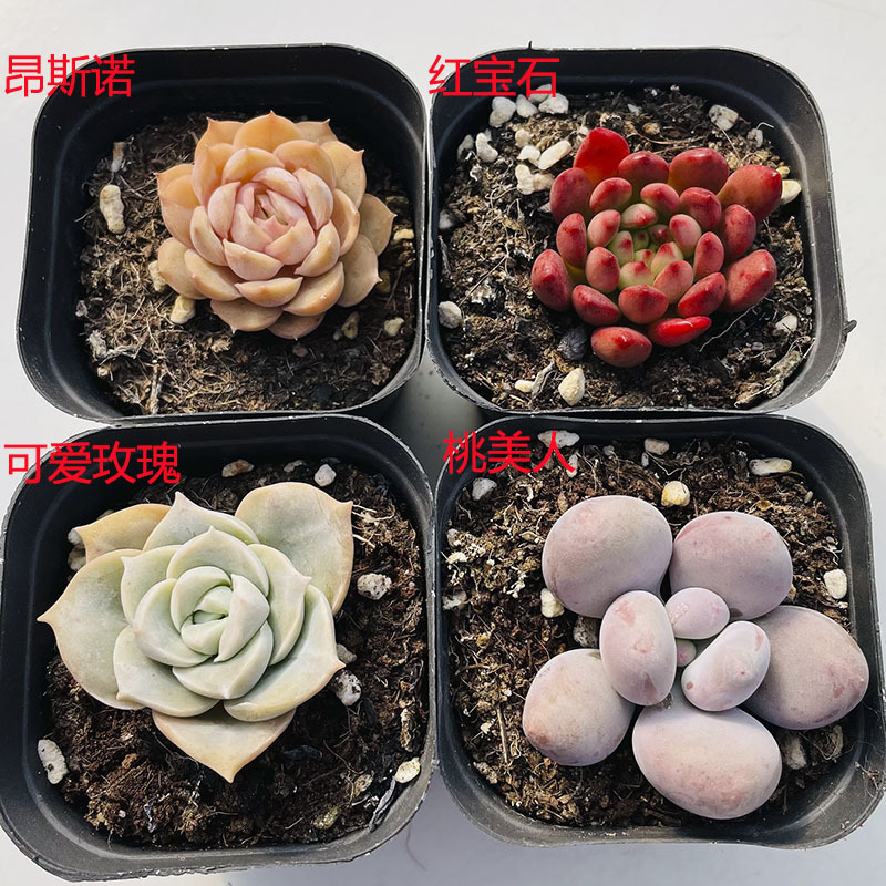 (컨트롤 앤 케어) (온시노 + 루비 + 귀여운 장미 + 피치 뷰티) 2-4cm (플라스틱 화분에 심어 배송)