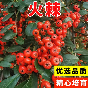 �²ɻ𼬷N�ӻ𼬷N����ľ��Nɳ�������F�h�ʷN�Ӽt��ľ�ڴ��ͺ�