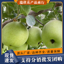 正宗王林苹果9斤整箱新鲜孕妇丑苹果10批发包邮5当季山西陕西水果