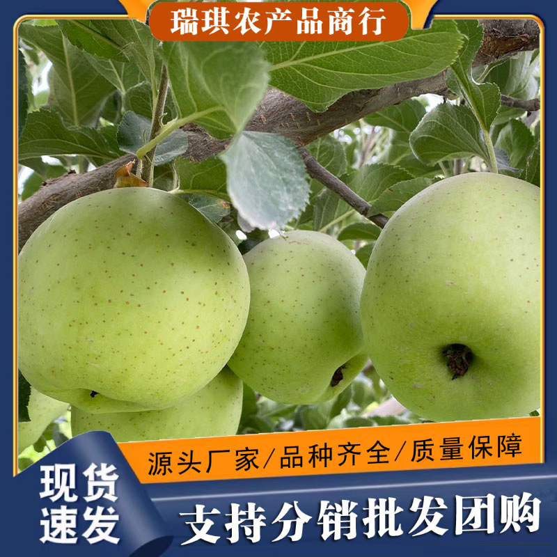 Authentic Wanglin Apples 4.5kg Whole Box Fresh Apples for Pregnant Women, Ugly Apples Wholesale Free Shipping 5-10 Seasonal Fruits from Shanxi and Shaanxi Authentic Wanglin Apples 4.5kg Whole Box Fresh Apples for Pregnant Women, Ugly Apples Wholesale Free Shipping 5-10 Seasonal Fruits from Shanxi and Shaanxi