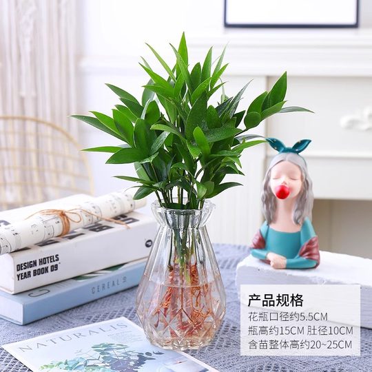 Mosquito Repellent Bamboo and Cypress Hydroponic Plants Indoor Water Culture Green Plants Flower Potted Office Desktop All Year Round Mosquito Repellent Bamboo Wholesale