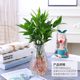 Mosquito Repellent Bamboo and Cypress Hydroponic Plants Indoor Water Culture Green Plants Flower Potted Office Desktop All Year Round Mosquito Repellent Bamboo Wholesale