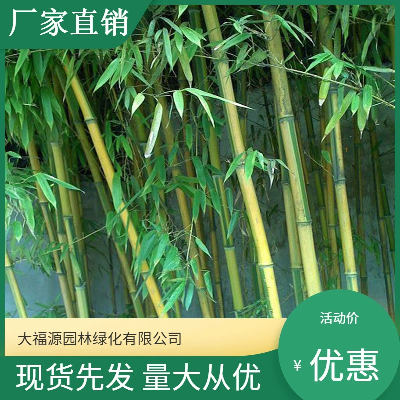 [Оптовая база] Скидка на большое количество Kuzhmiao живописный ландшафтный дизайн Дорожный сад Проект Зеленые саженцы