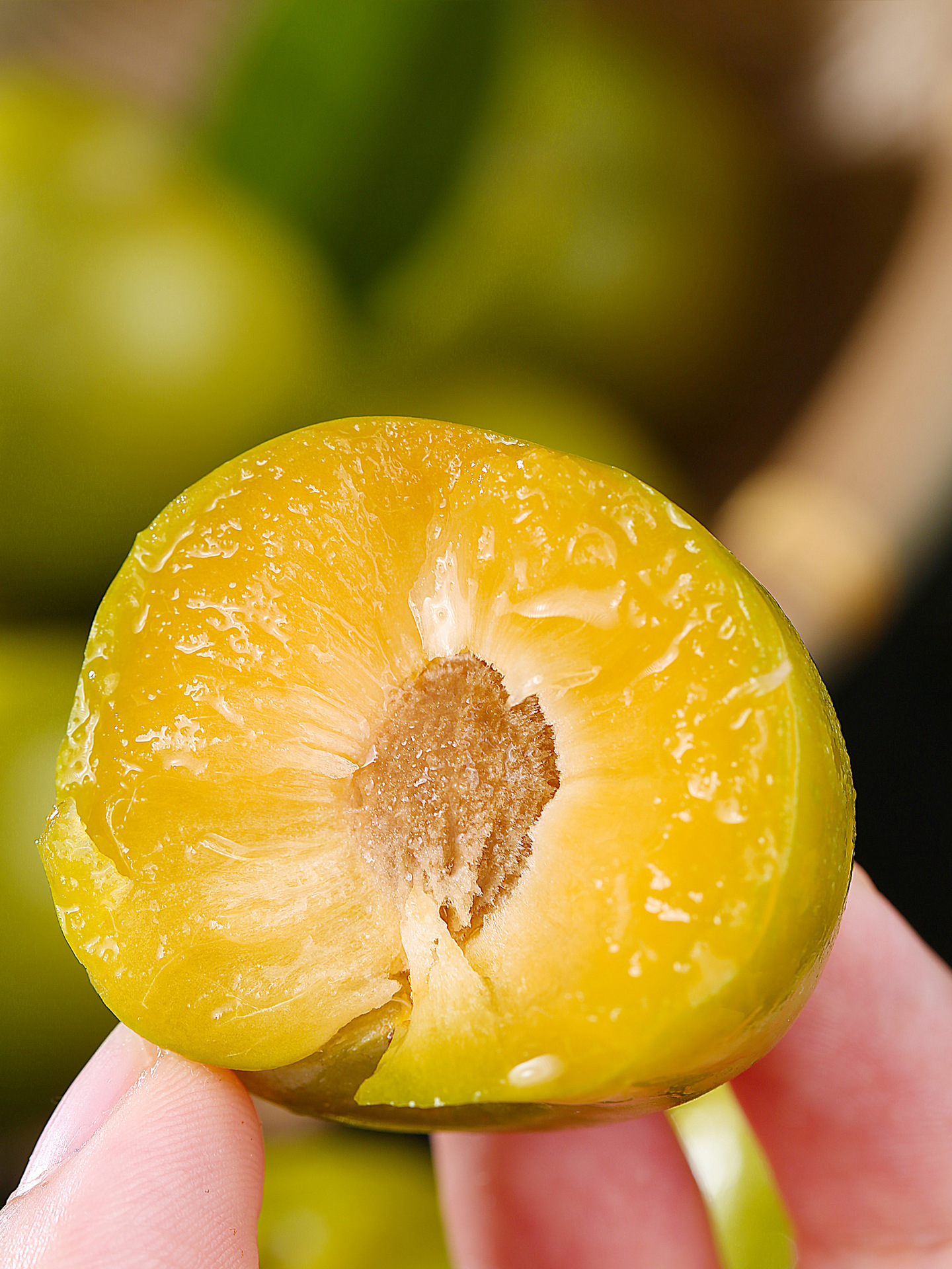 青脆脱骨李新鲜空心土汶川李子冰糖李孕妇四川水果非蜂糖李大现货