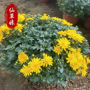 Thousand-Headed Chrysanthemum Flower Base Direct Sales Flower Bed Landscape Chrysanthemum Seedlings National Day Holiday Decoration Large Chrysanthemum Thousand-Headed Chrysanthemum