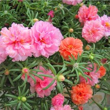 ذ̫ꖻNӲ˹հղļ_ͥԺNֲ׷N׻Nl