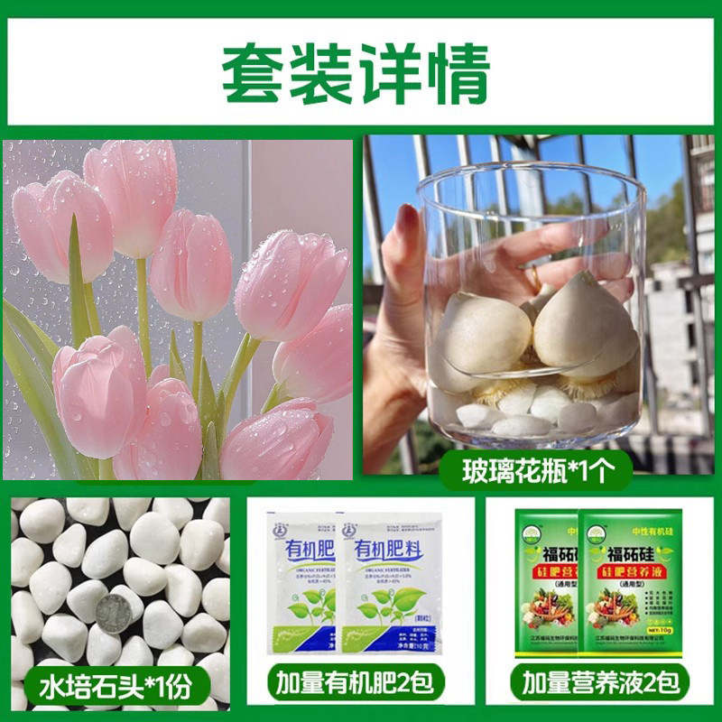 Round bottle hydroponic kit: a7 marilyn tulip 5 large bulbs + 2 nutrient solutions + 2 fertilizers + glass bottle + stones