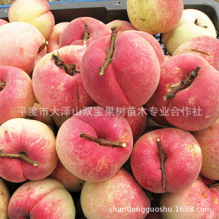 ӳ˪�t�Ҙ��綬��ѩ�Ҽ޽��ش�����ɽ�|�������l��Ʒ�N�����ͺ�