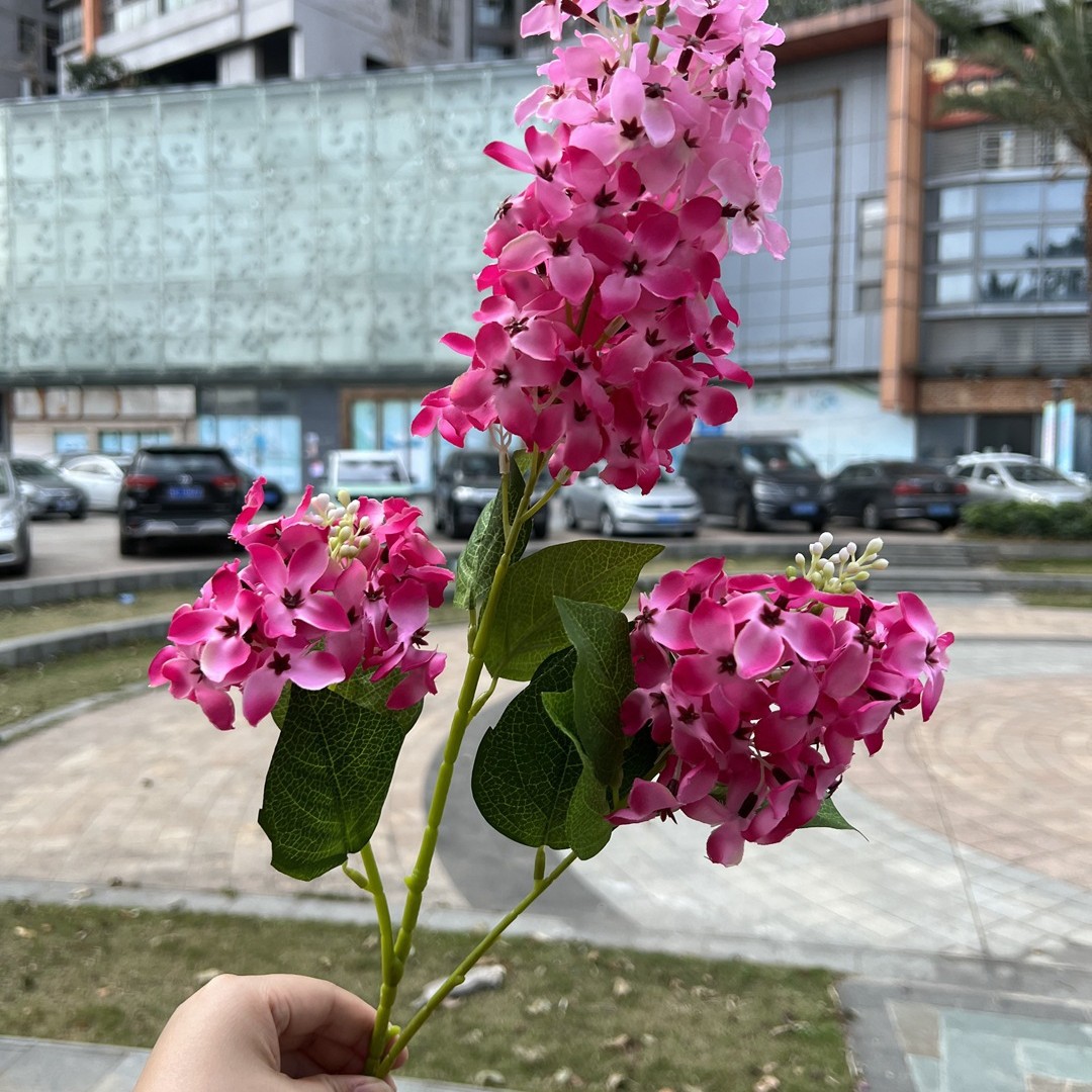 3 cabezas laifei Lila Rosa Rojo