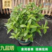 九层塔金不换盆栽可食用罗勒叶新鲜南方香料调味室内驱蚊植物
