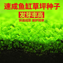 水草鱼缸专用爬地矮珍珠种子草籽鱼缸造景懒人养鱼净化水质牛毛草