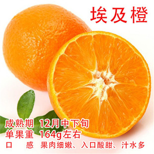 ����Ѫ���ļ����Ә��ָ��箔��Y���Ϸ��Nֲ�M��Ě�Ș��� ������