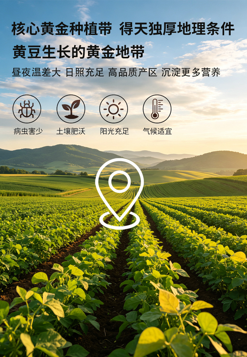 Roasted Soybeans Huang Dou 大豆 Low Temperature Baked Whole Beans for Soymilk and Grinding Bulk 25kg Bag preparation