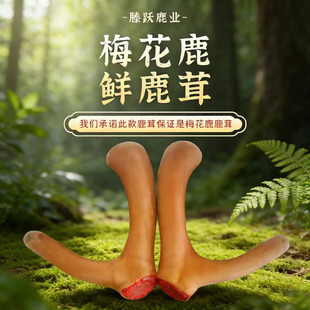 ���r��֧¹��¹��Ƭ¹�����l�^���r¹�׶��p�¹�l�a�����l�r¹��