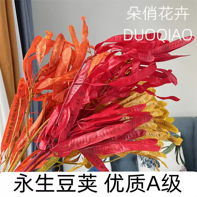 永生花扁豆大豆荚干花豌豆荚家居装饰插花出片拍摄道具轻奢风过年