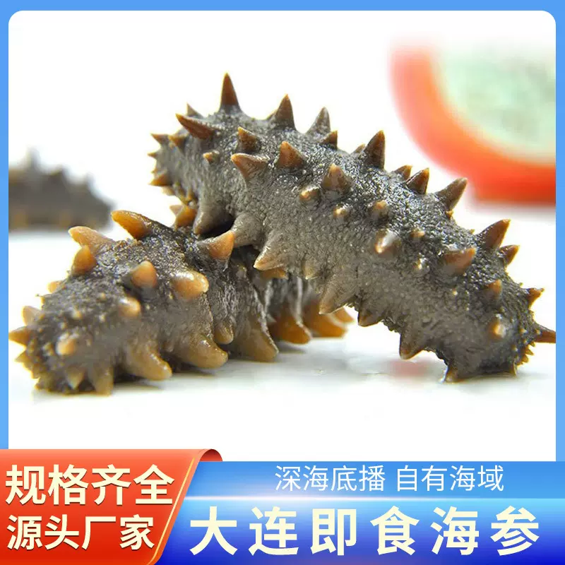 产地直发大连海参深海即食海参 鲜食海参500g辽参非淡干海参