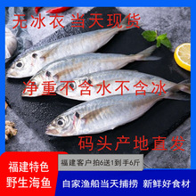 福建台湾海峡本港新鲜巴浪鱼,棍子鱼,产地直发(福建地区送一斤)