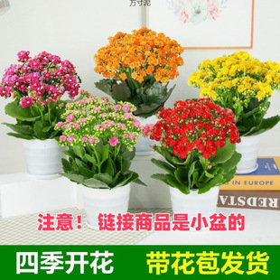 Four-Season Flowering Potted Florals, Double-Flowered Large-Flowered Plants, Indoor Green Plants with Buds Shipped to Export Factory Supply Chain