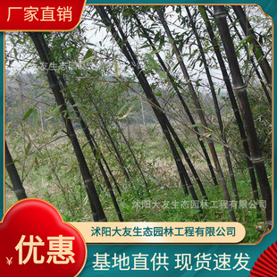 Base Wholesale Self-Produced and Sold Purple Bamboo Seedlings Scenic Spot Landscaping Road Garden Project Greening Seedlings