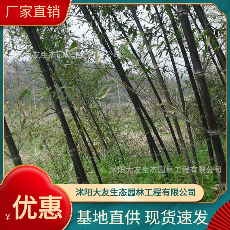 База Оптовая Продажа Самодельный Фиолетовый бамбуковый саженец Живописный район Ландшафтный дизайн Дорога Сад Инжиниринг Озеленение Саженец