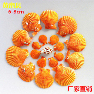 Shell natural conch shell by catty wholesale supply origin fish tank landscaping crafts supplies 1-9cm