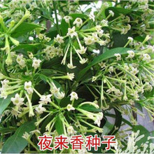 夜来香花种子盆栽阳台夜香花月见草种子花卉种子驱蚊效果好