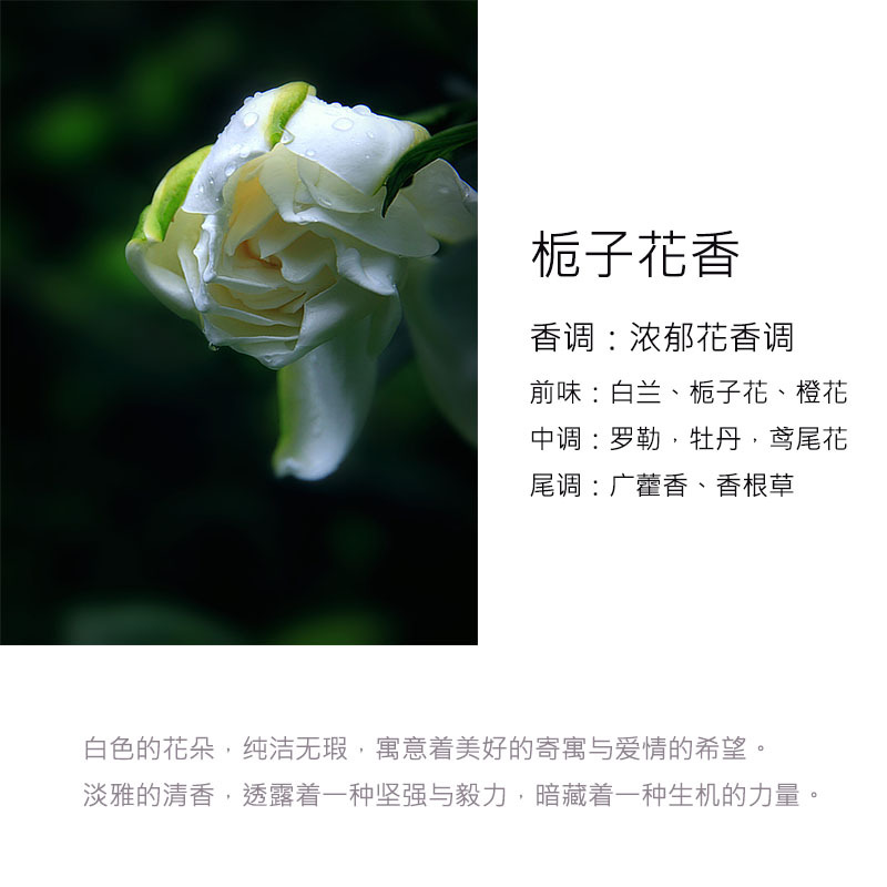 栀子花.jpg