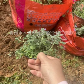 宿根花卉;灌木;一二年生花卉