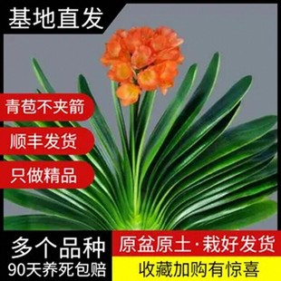 Flowering Clivia Potted Round-Headed Monk Large Seedling Zhangzhou Monk Indoor Plant with Flower Buds Orchid Green Plant Living Room