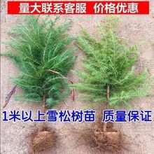 ѩɘ}Q،ֲﳣGļеͥԺeG