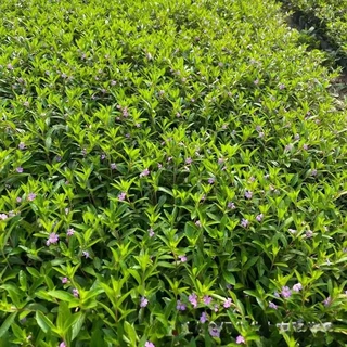 基地大量批发满天星萼距花小杯120杯优质盆栽规格齐全