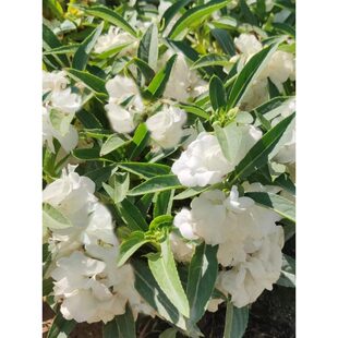 ��ɫ�ذ��P�ɻ��N�ѻ�������N�Ļ��ļ����N�_���̨Ժ���ﻨ�N��